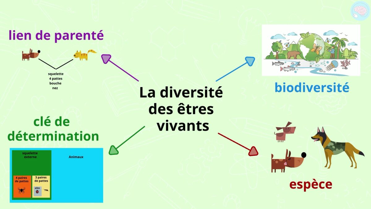 La diversité des êtres vivants pour CM1 et CM2 Maître Lucas