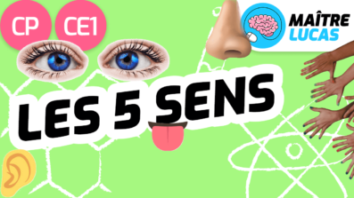 Leçon les 5 sens CP CE1