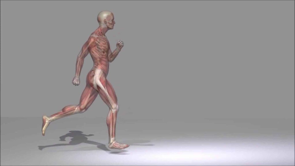 il faut bouger régulièrement sport
