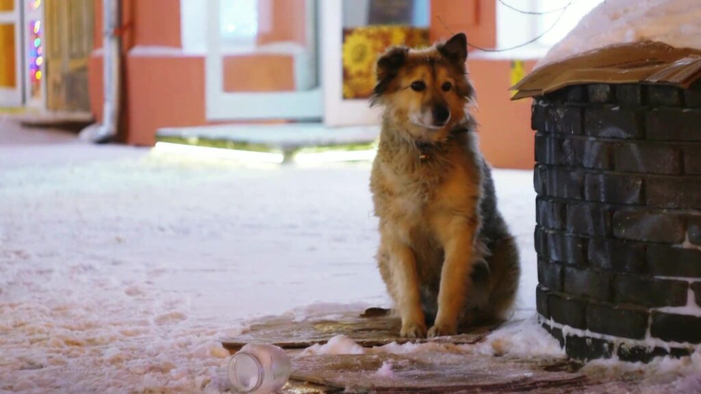 être responsable de son animal de compagnie