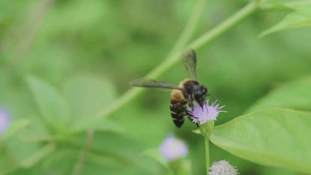 Les abeilles et la pollinisation cp ce1 ce2