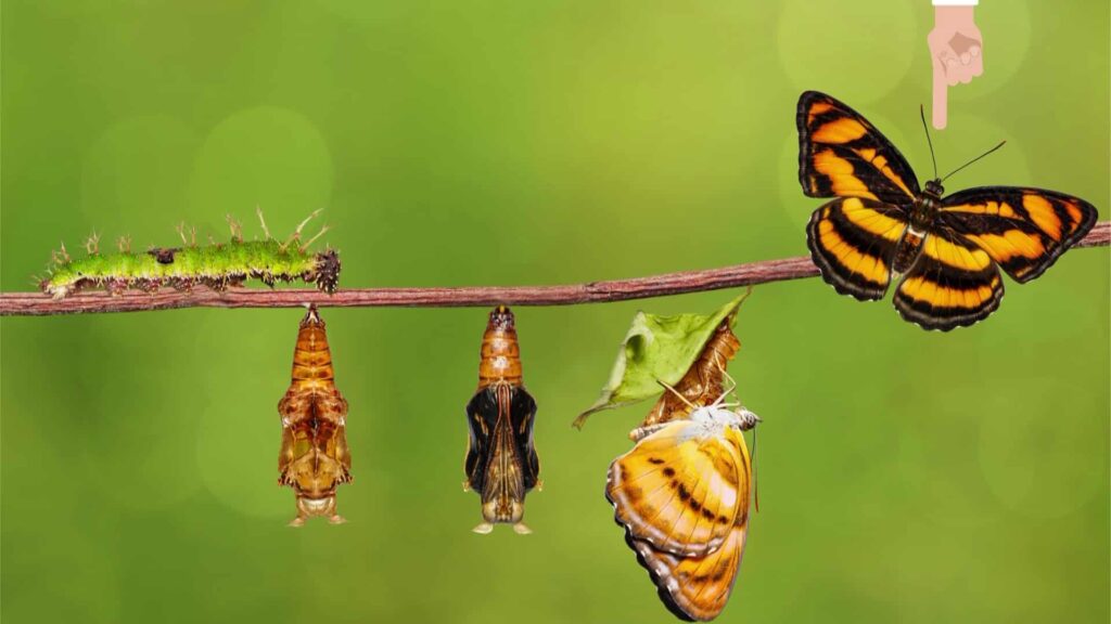 Le cycle de vie l'évolution des papillons cp ce1 ce2