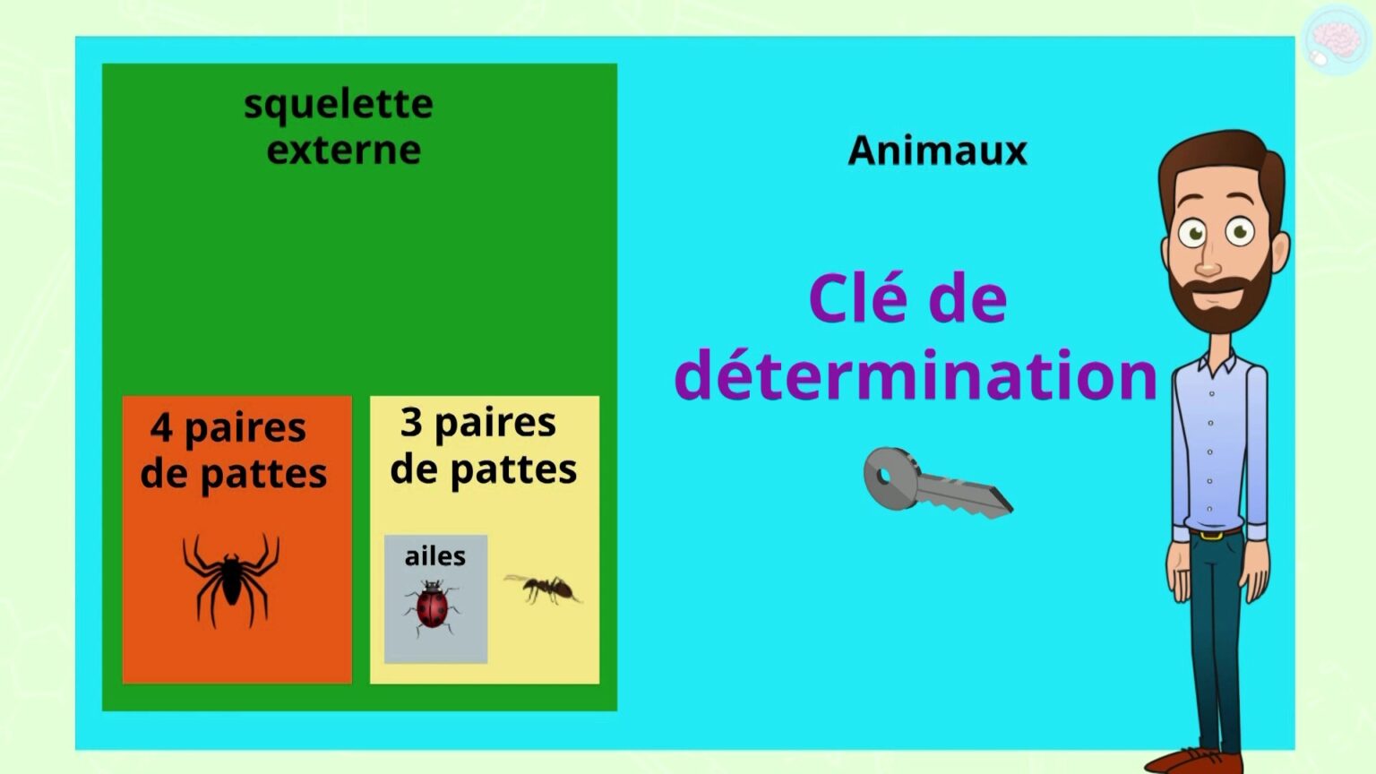 La Diversité Des êtres Vivants Pour CM1 Et CM2 - Maître Lucas