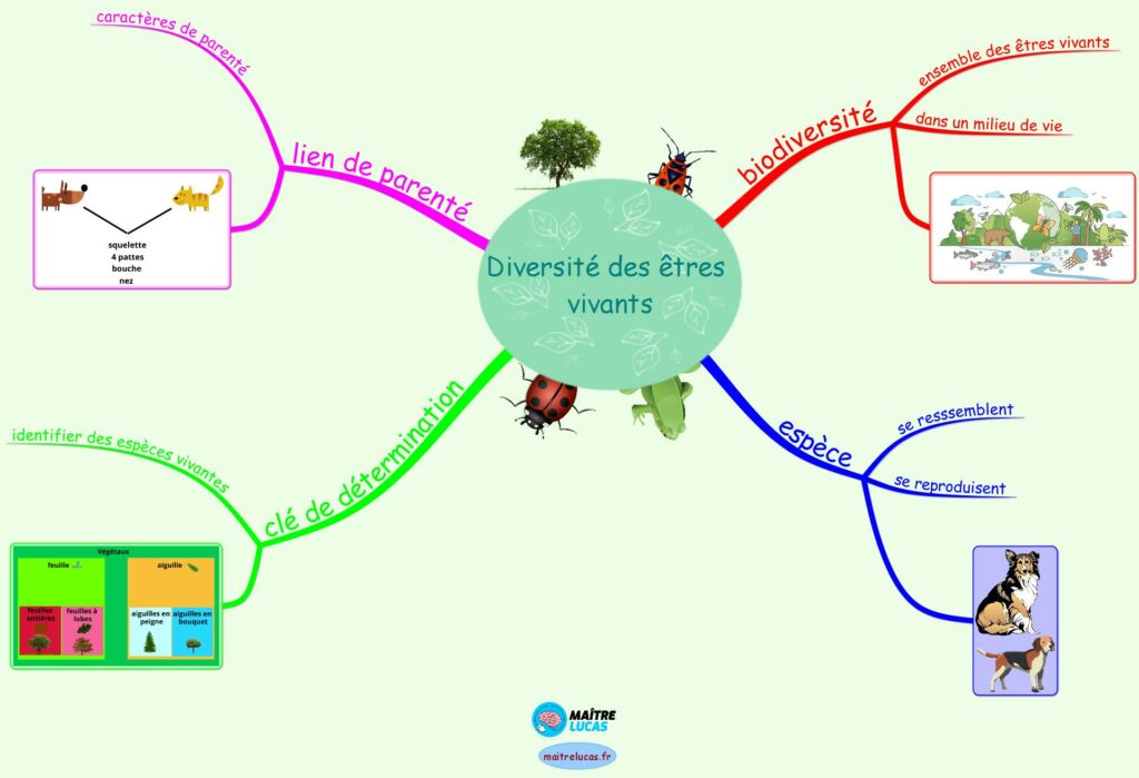 Carte mentale unité et diversité des êtres vivants CM1 CM2