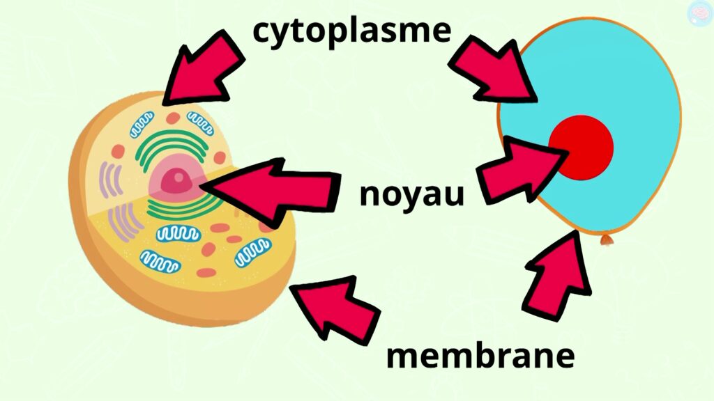 la cellule se compose d'un noyau, d'un cytoplasme, d'une membrane