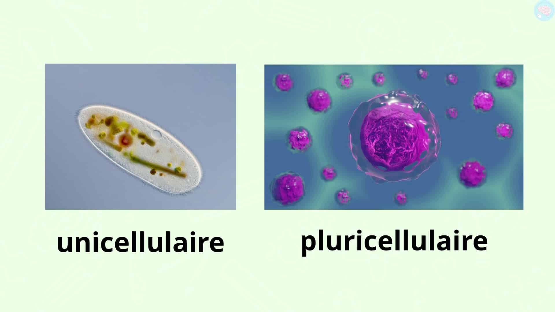 un être vivant unicellulaire et pluricellulaire