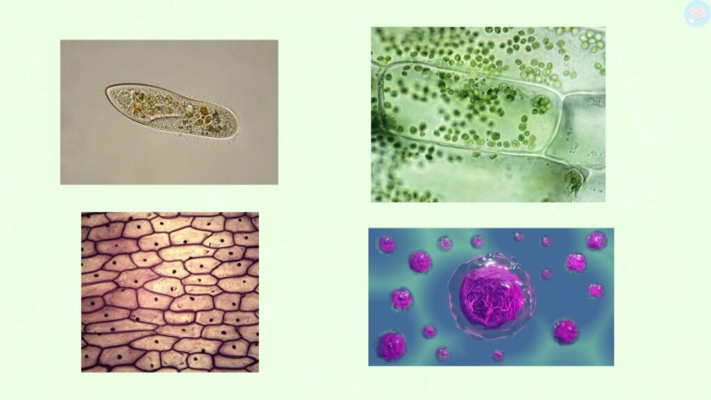 Différents types de cellules cm2