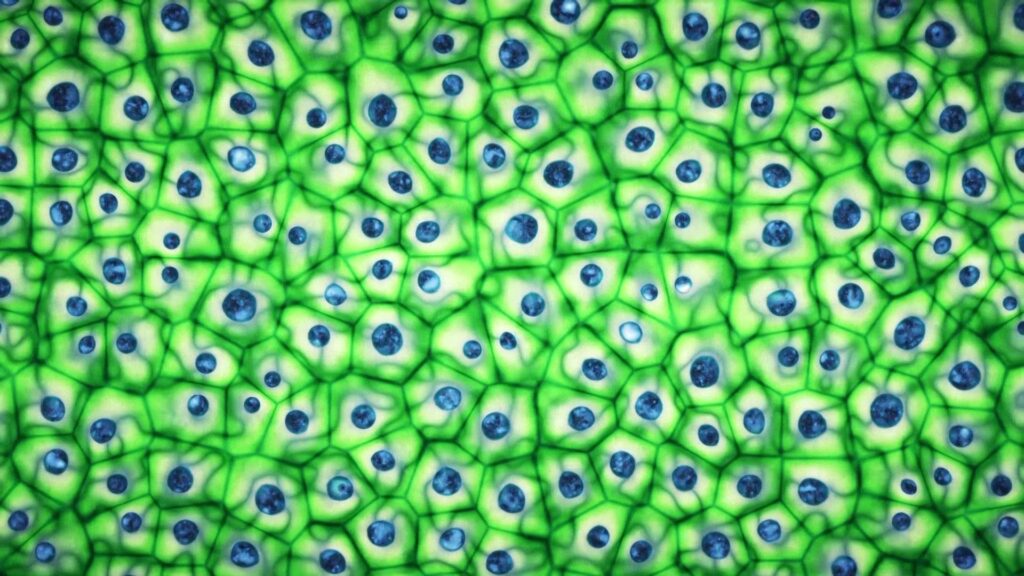 Une cellule végétale cm2