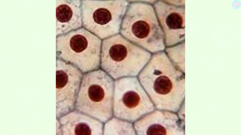 des cellules de grenouilles cm2