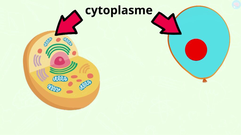 Le cytoplasme d'une cellule cm2