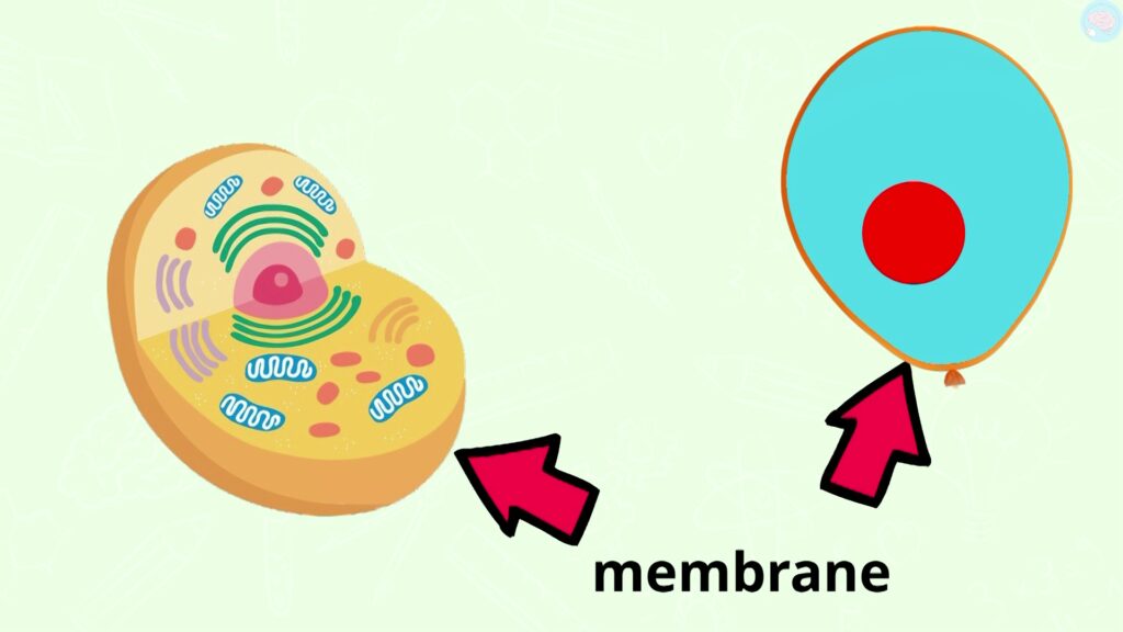 La membrane d'une cellule cm2