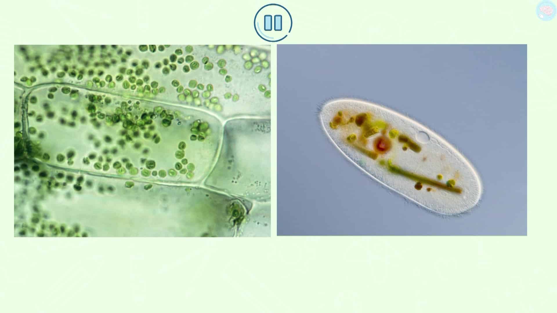 unicellulaire ou pluricellulaire ?