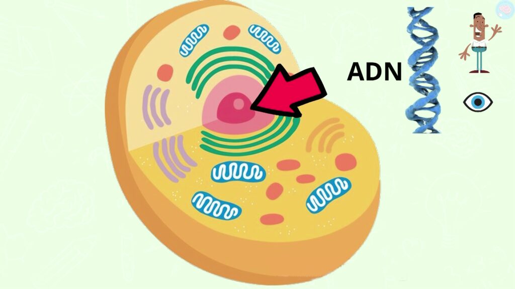 La cellule et l'adn dans son noyau cm2