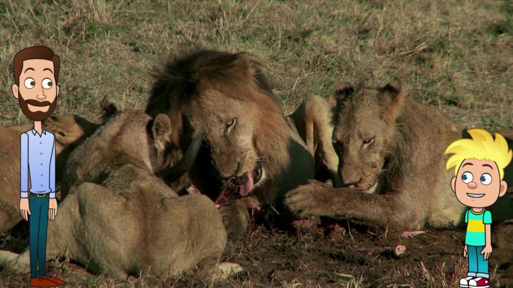 Des lions dévorent une proie.