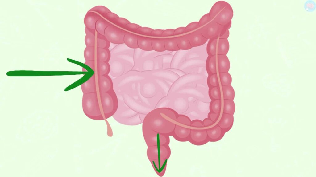 La digestion et le rôle du gros intestin CM1 CM2