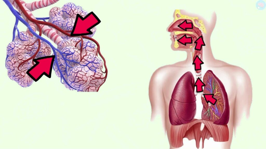 L'expiration et la respiration CM1 CM2