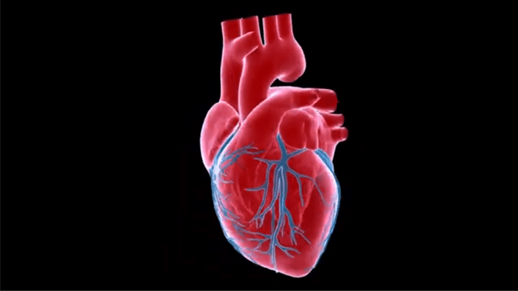 Le coeur est un organe