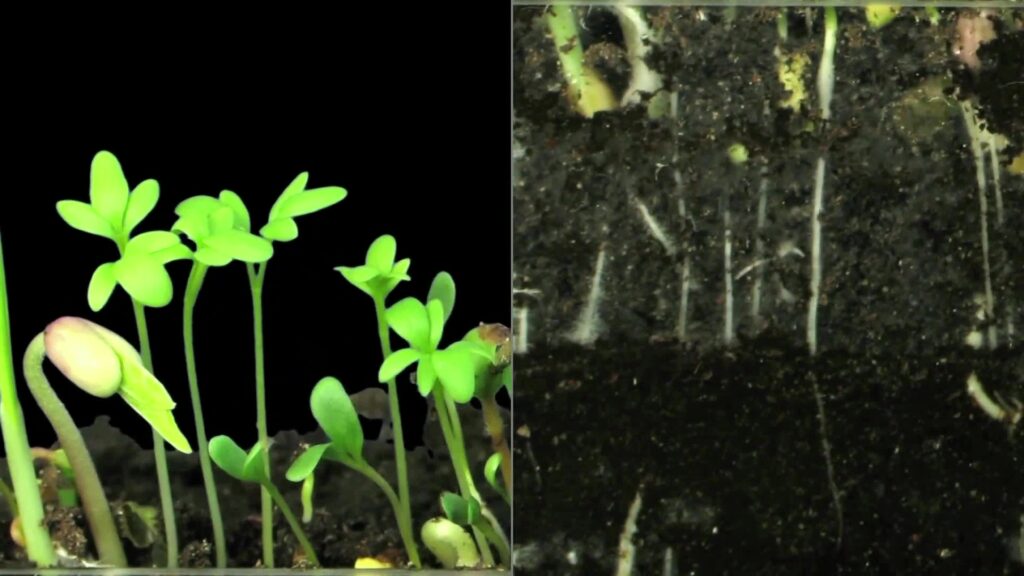 Le développement et la reproduction des plantes CM1 CM2 comment ça se passe ?