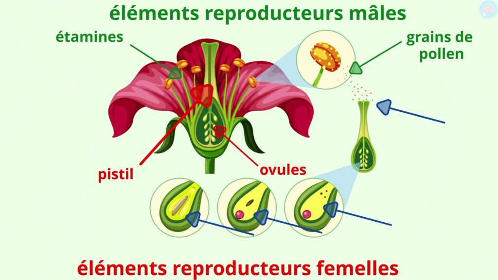la reproduction des plantes CM1 CM2
