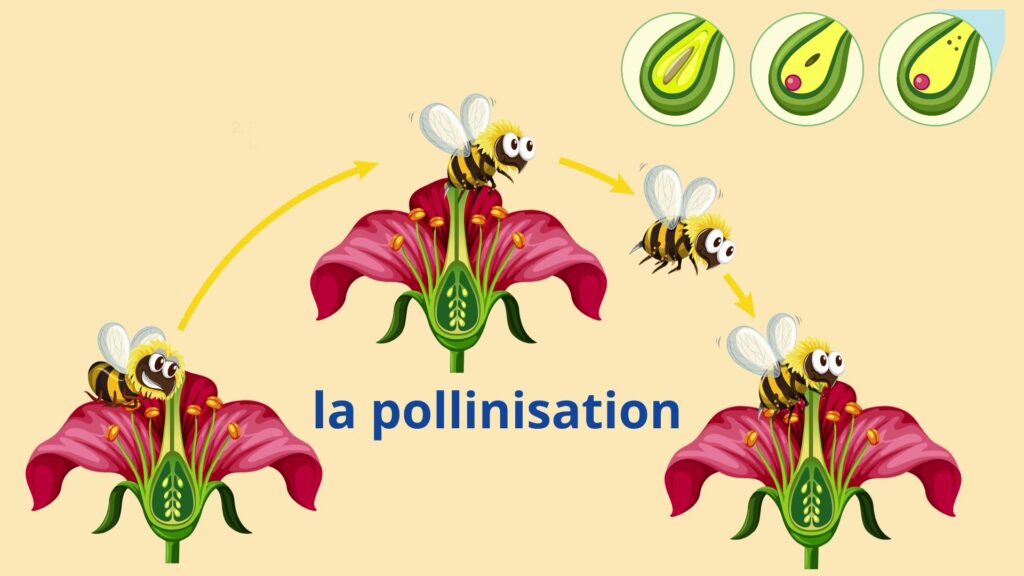 Le développement et la reproduction des plantes la pollinisation CM1 CM2