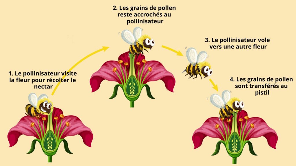 Le développement et la reproduction des plantes les étapes de la pollinisation CM1 CM2