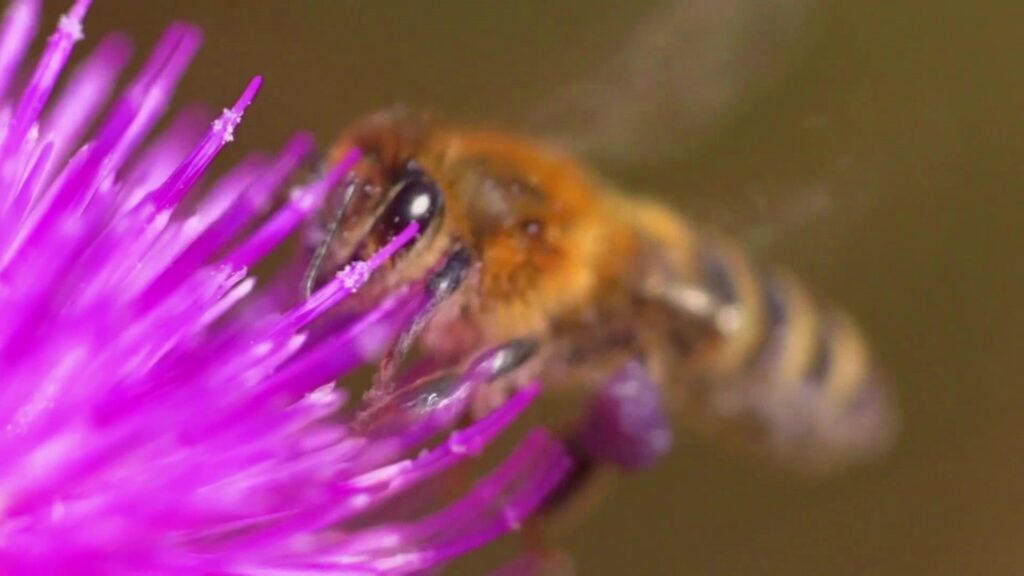 Une abeille butine 