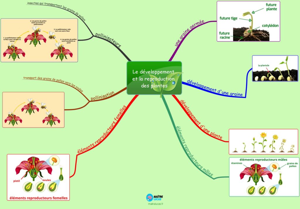 Carte mentale Le développement et la reproduction des plantes cm1 cm2 cycle 3 sciences le vivant