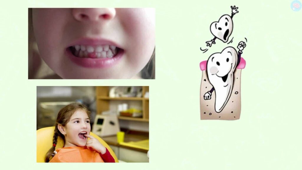 Les dents de laits et l'hygiène dentaire CP CE1 CE2
