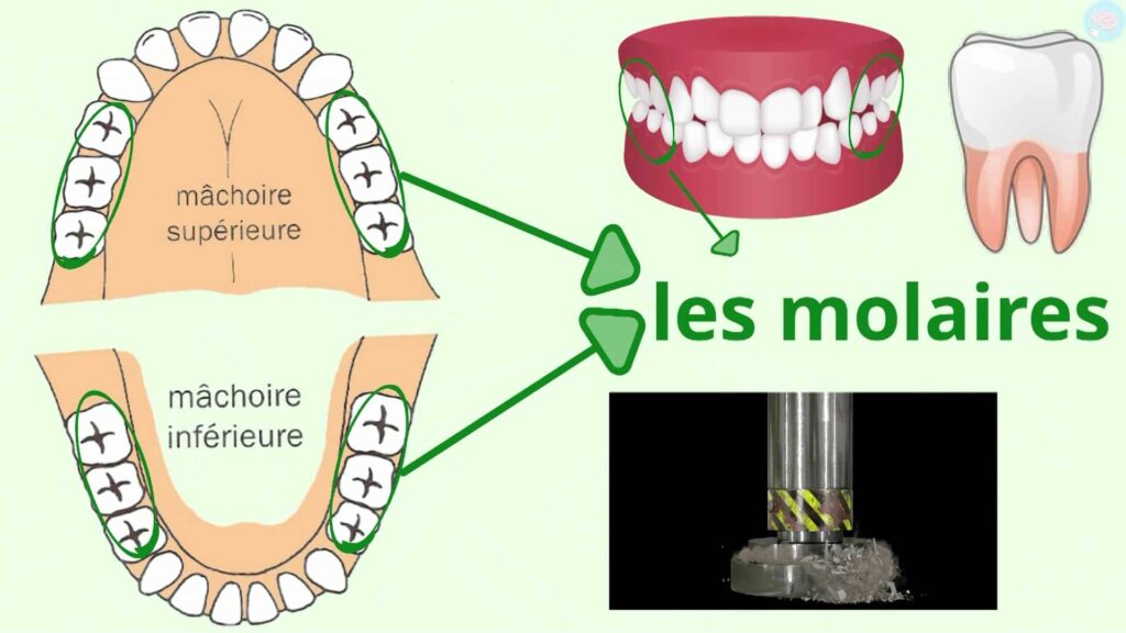 Les molaires et leur fonction