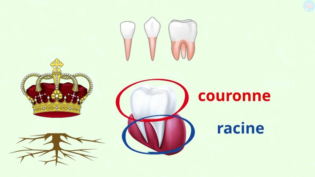 Les différentes parties des dents