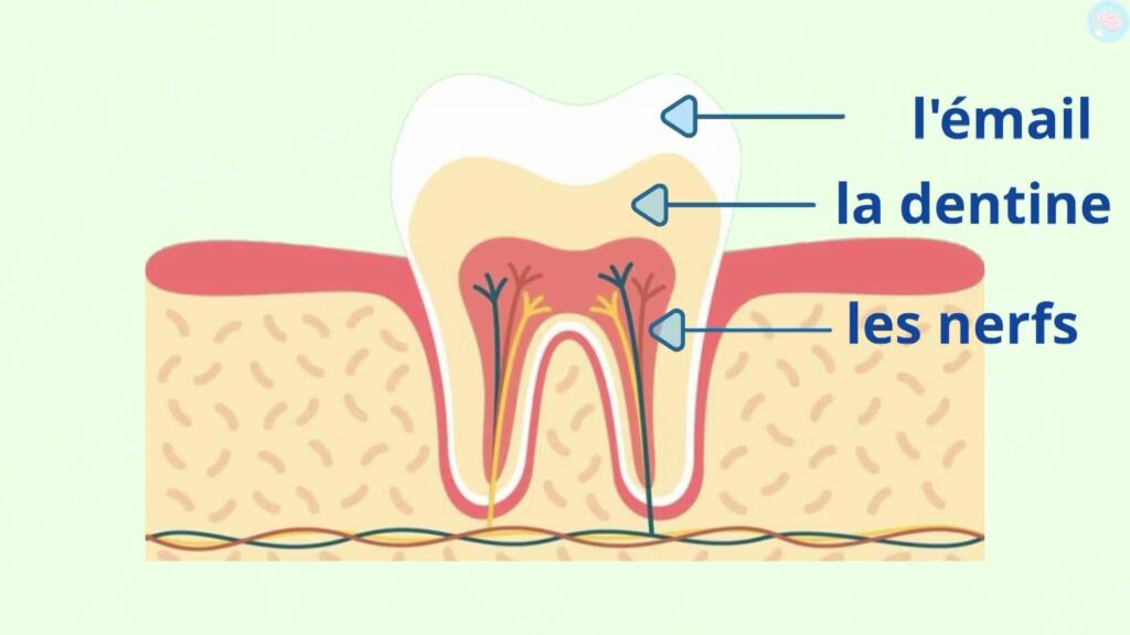 Les différentes partie émail, dentine et nerfs : les dents CP CE1 CE2