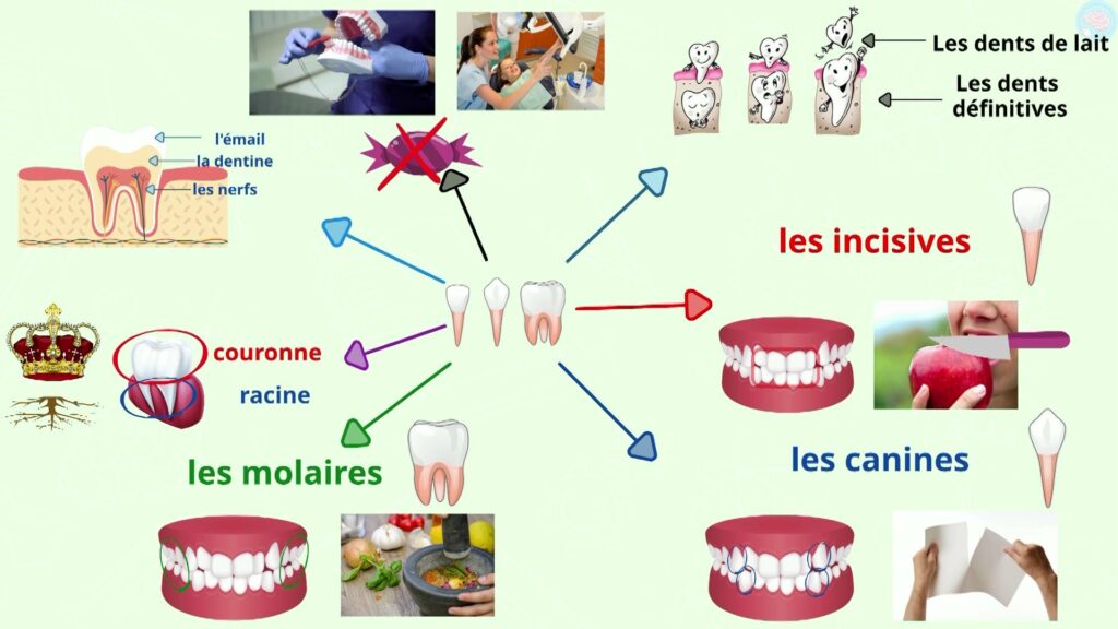 Résumé l hygiène dentaire et les dents CP CE1 CE2