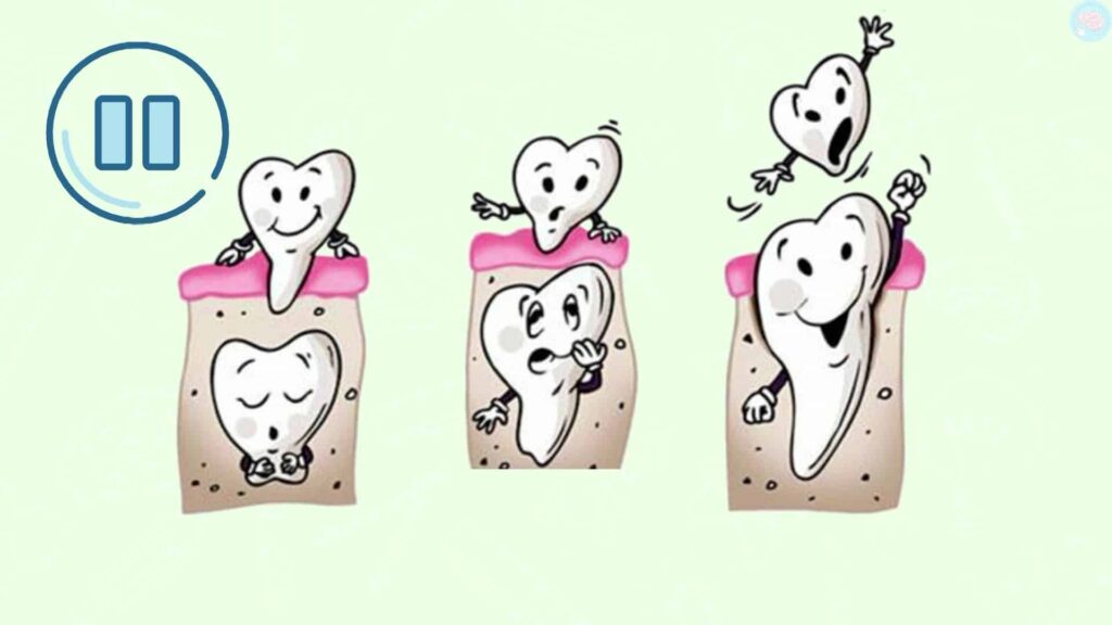 Exercices sur les dents CP CE1 CE2