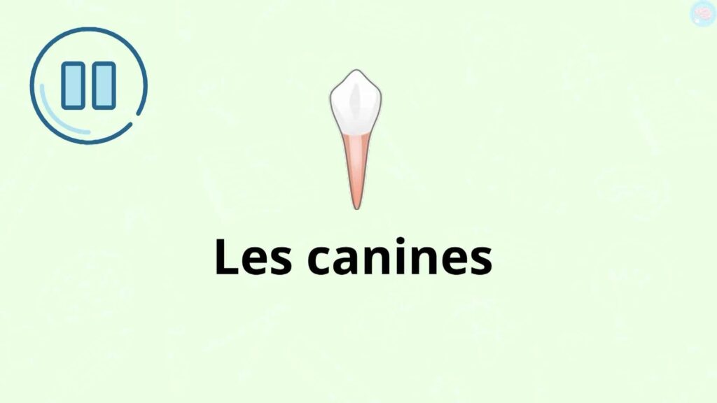 les canines