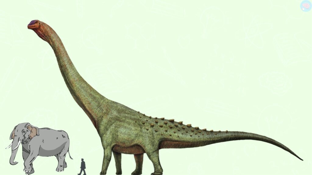 La taille d'un diplodocus