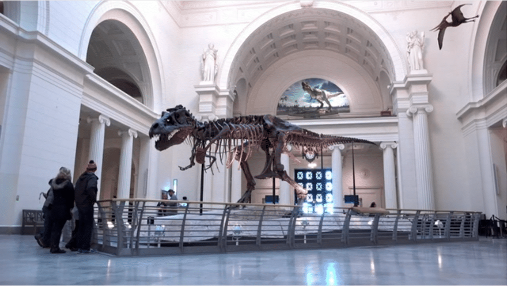 Un squelette de dinosaure dans un musée