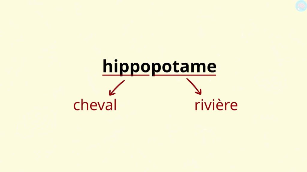 Hippopotame