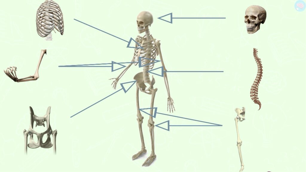 le squelette humain
