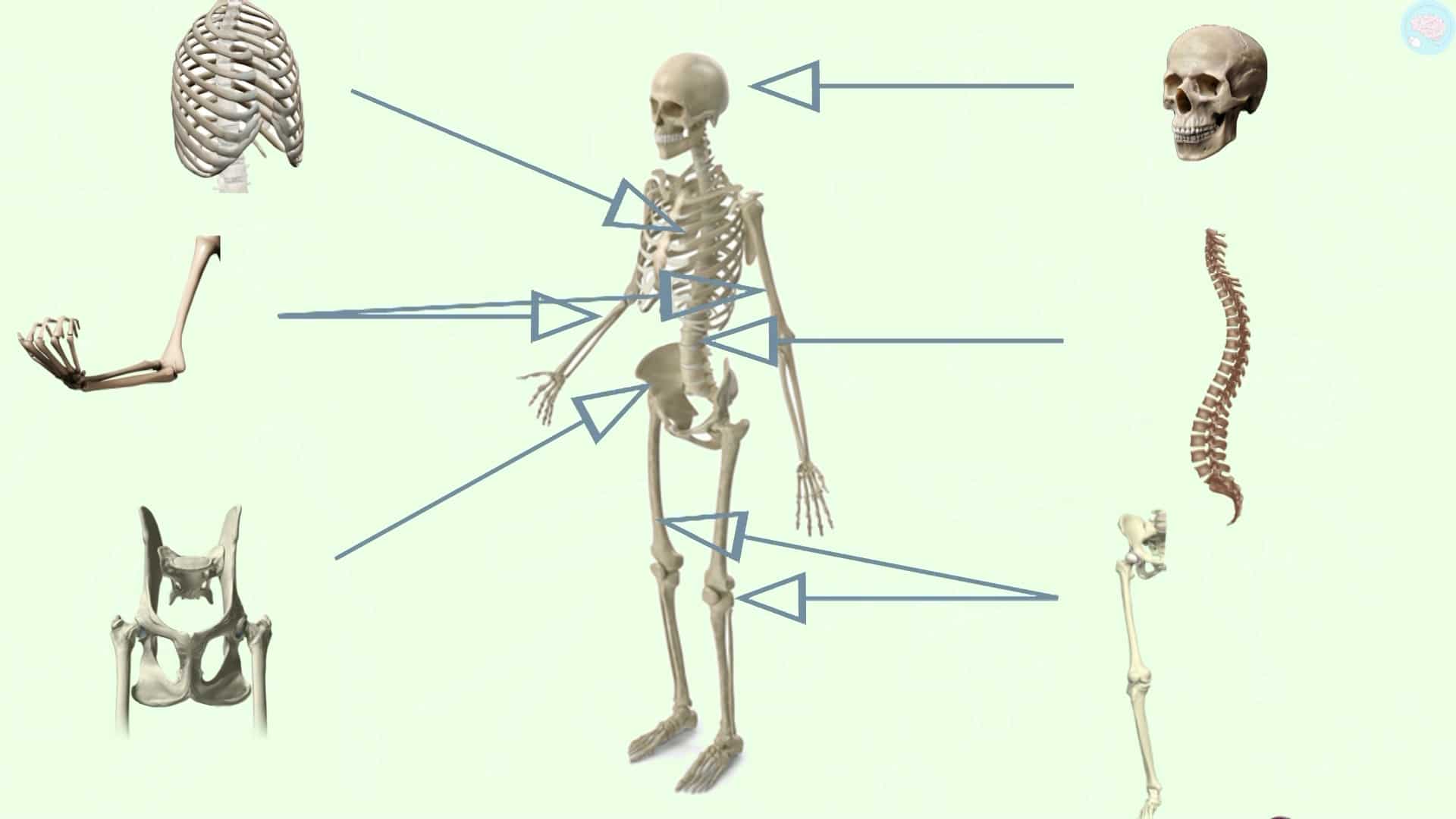 Les Mouvements Corporels CP CE1 CE2 CM1 CM2 - Maître Lucas