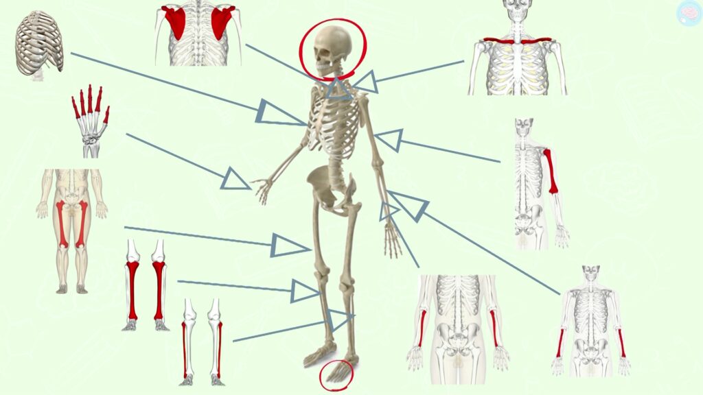 le squelette et les mouvements corporels