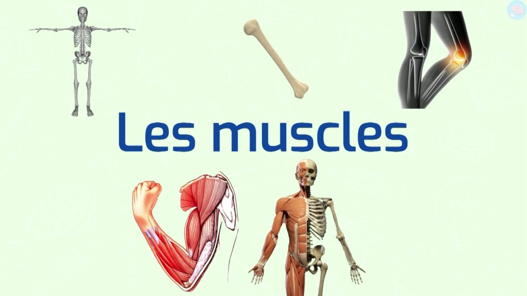 les muscles et les mouvements corporels