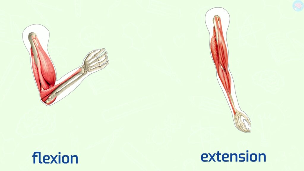 mouvements corporels flexion et extension