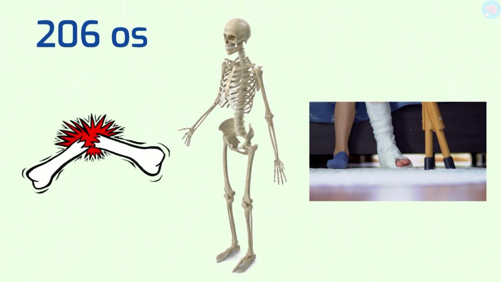 206 os dans le squelette humain