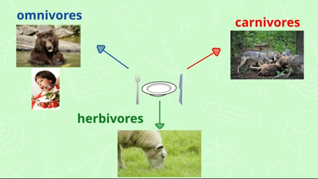 Les différents régimes alimentaires : carnivores, herbivores et omnivores