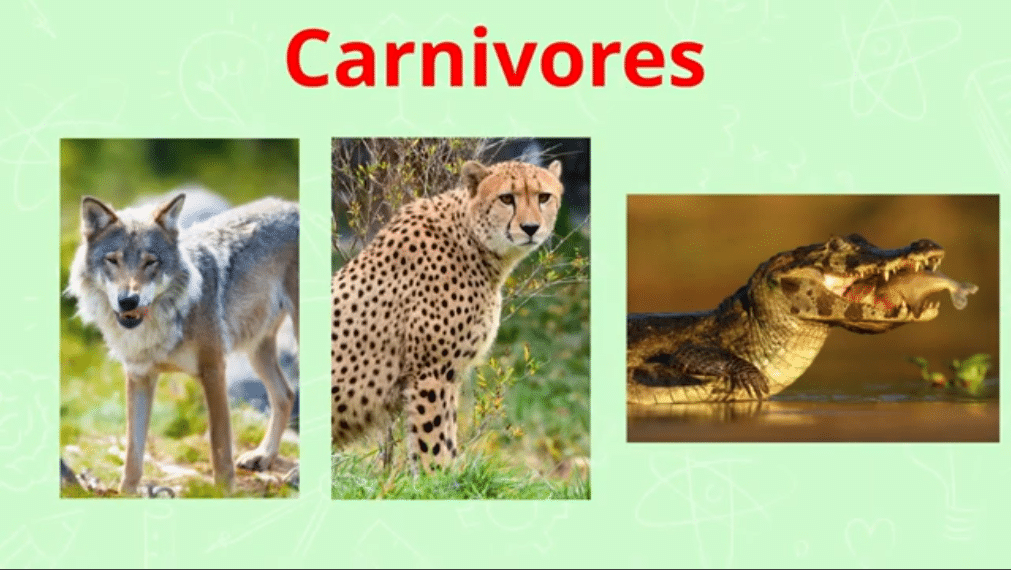 Les régimes alimentaires : carnivore comme loup guépard ou alligator