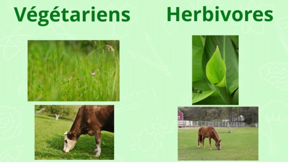 Les régimes alimentaires : herbivore et végetarien