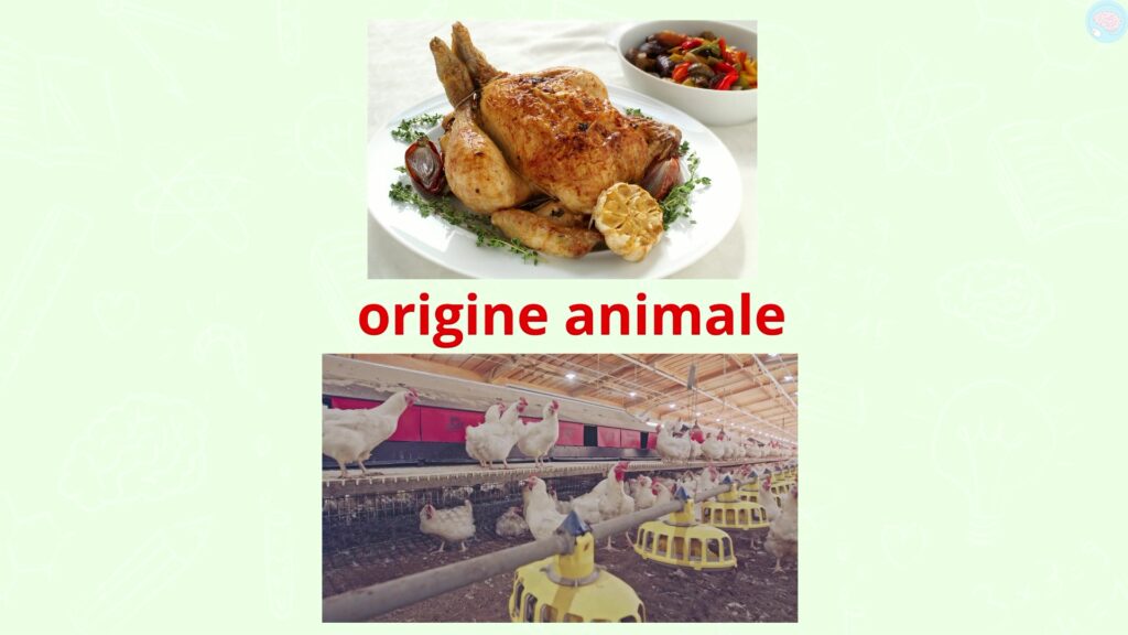 exemple d'aliments d'origine animale