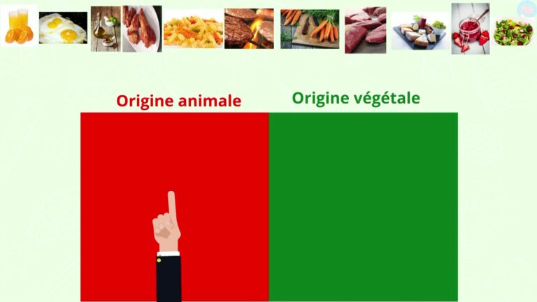 L'origine Des Aliments En Classe De CP CE1 CE2 - Maître Lucas