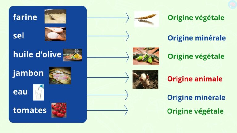 L'origine Des Aliments En Classe De CP CE1 CE2 - Maître Lucas