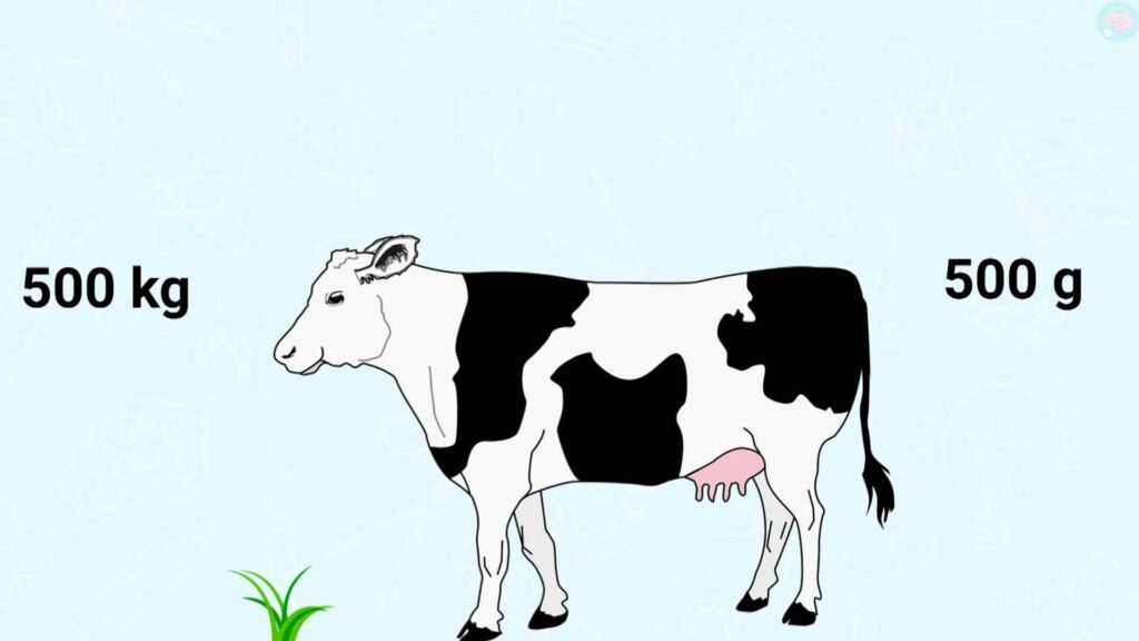 exercice mesures des masses choisir le bon poids d'une vache CP CE1 CE2 